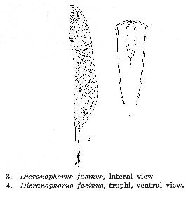 Harring, H K;F J Myers (1928): Transactions of the Wisconsin Academy of Sciences, Arts and Letters 23 p.730, pl.32, figs.3-4